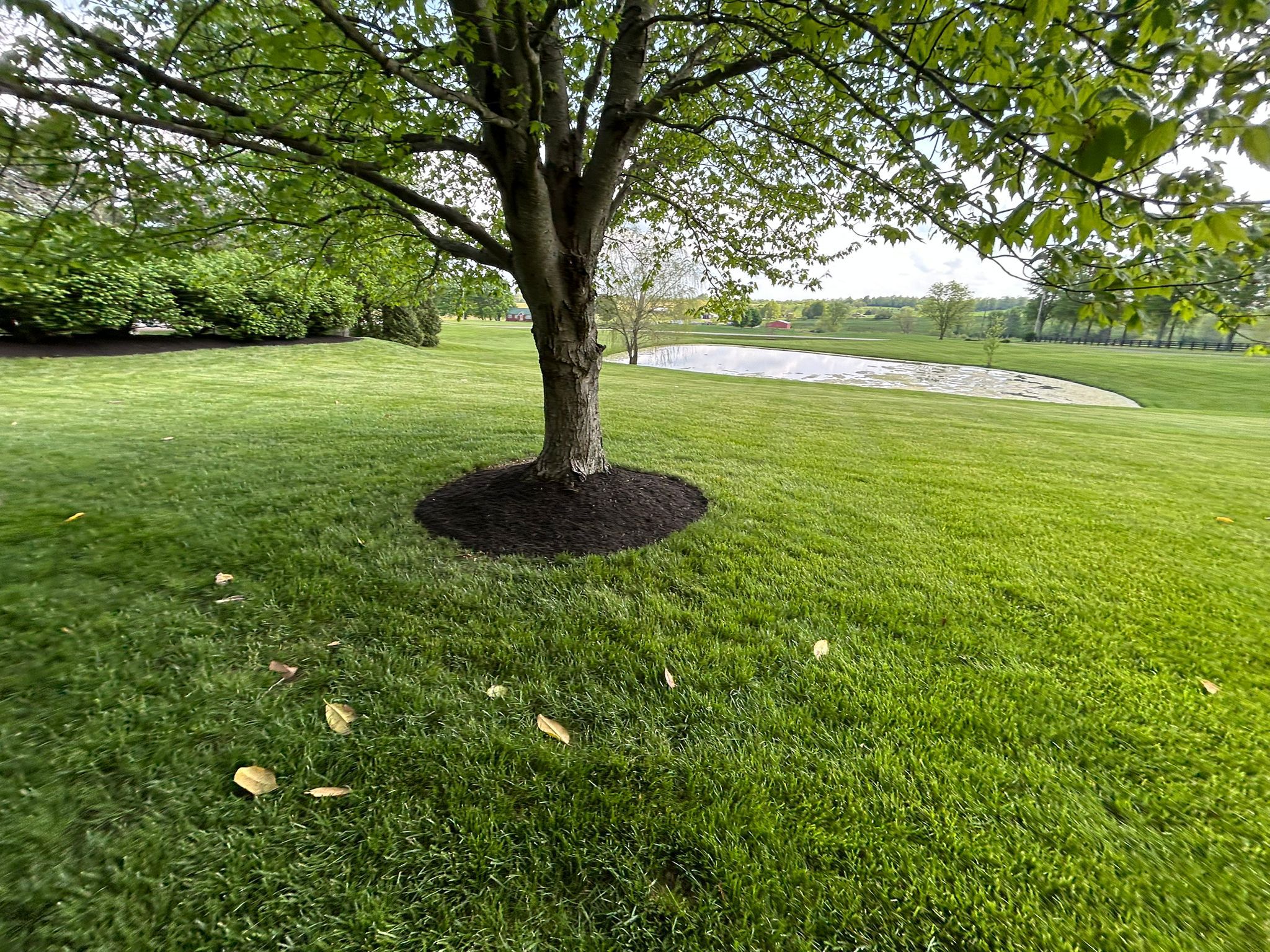 Tree Trimming & Removal